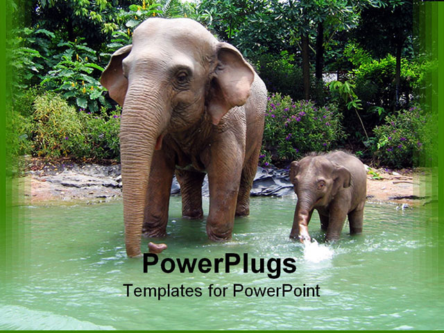 PowerPoint Template Displaying Two Elephants Elephant Mother and Child Going Through Water in a Jungle Setting with Trees in the Background