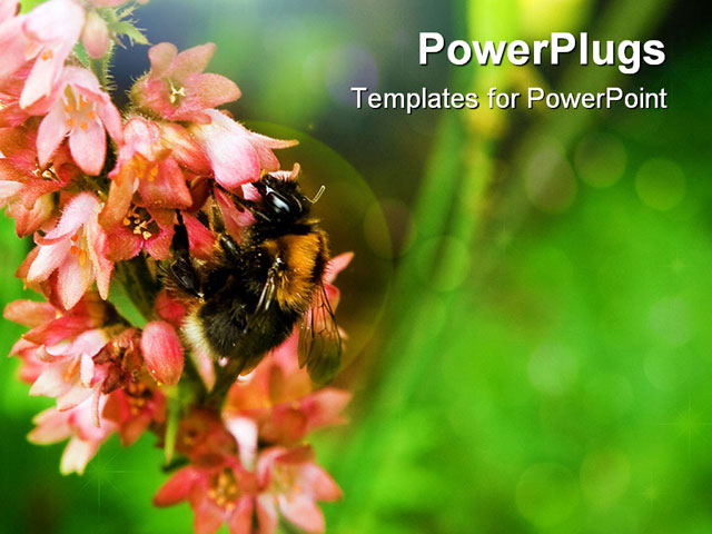 PowerPoint Template about bumblebee, animal, beautiful