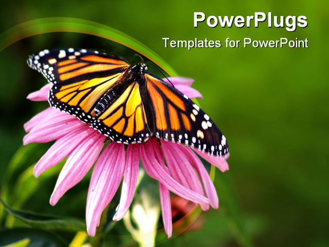 PowerPoint Template about butterfly, coneflower, flower