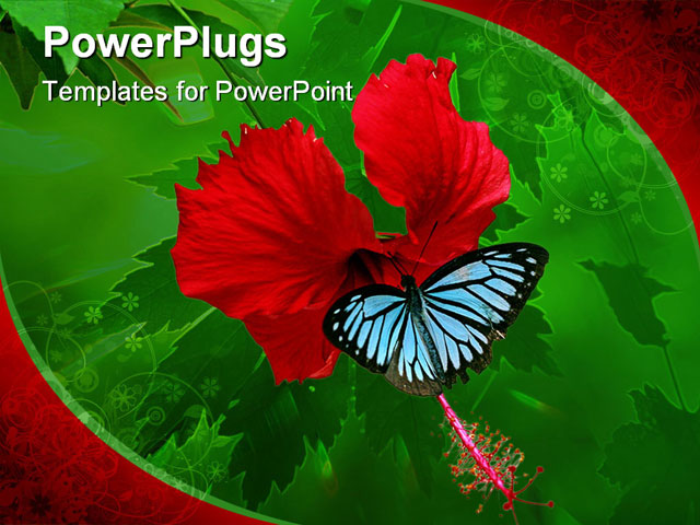 PowerPoint Template about butterfly, hibiscus, butterfly