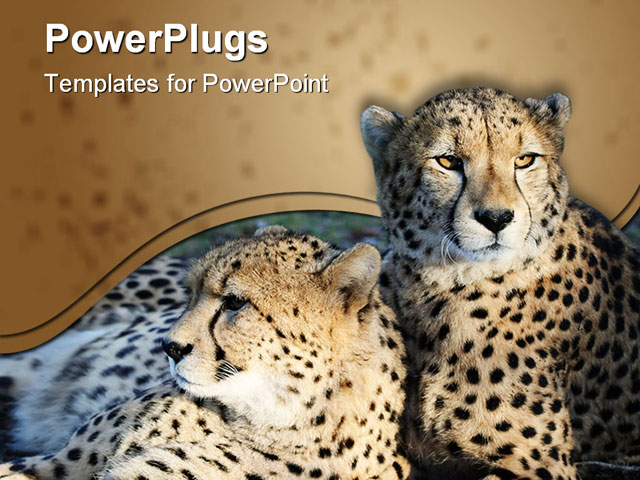 PowerPoint Template about cheetah wild cats, affection, africa