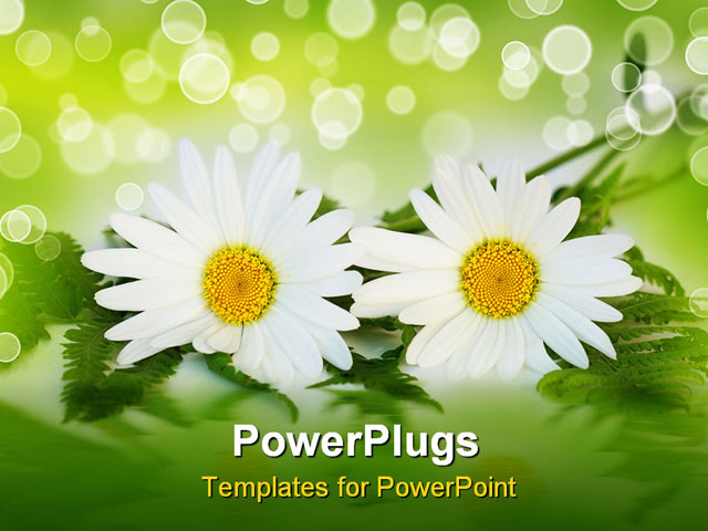 PowerPoint Template: Two white daisy flowers with ferns, green and