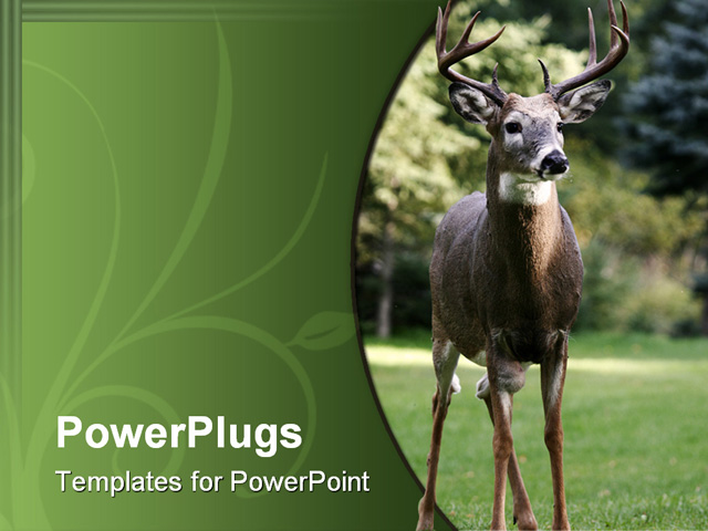 PowerPoint Template about male white tailed deer, alert, animal