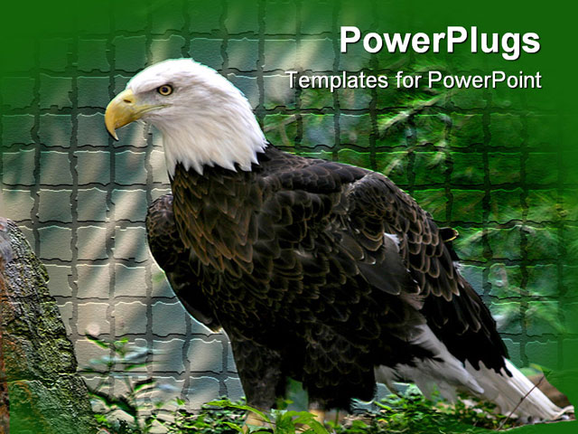 bald eagle template