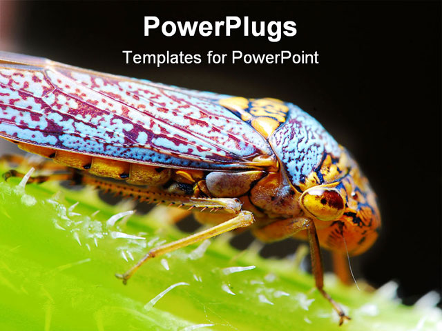 PowerPoint Template about colorful, vibrant, insect