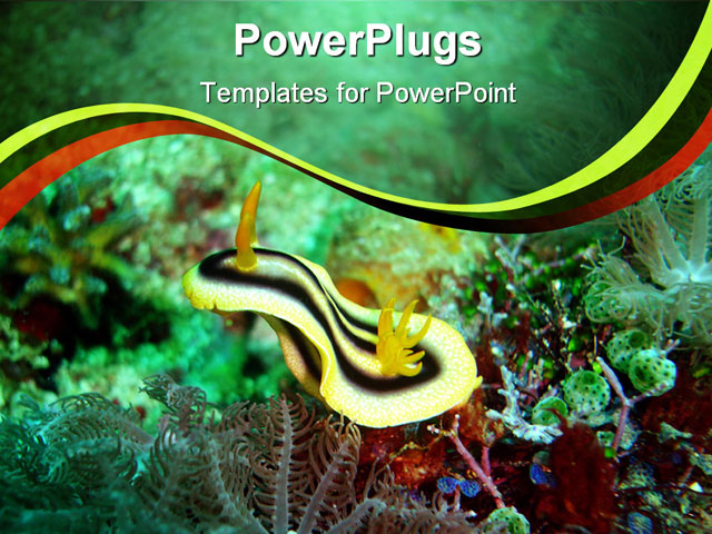 PowerPoint Template about animal, diving, marine life