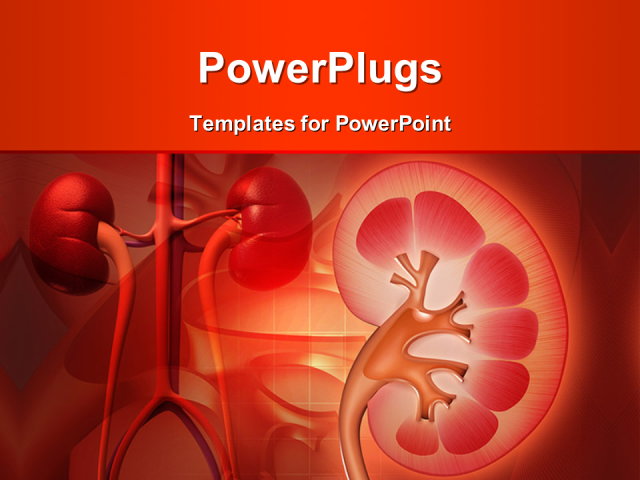 Kidney Themes For Powerpoint | digital illustration of kidney in colour background Kidney Themes For Powerpoint | digital illustration of kidney in colour background