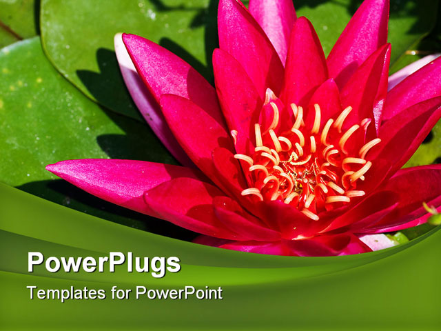 PowerPoint Template about lotus flower, aquatic, asian