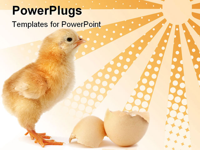 PowerPoint Template about chick new born, avian, baby