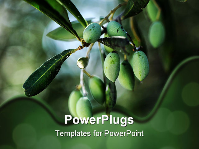 PowerPoint Template about olive branch, background, branch