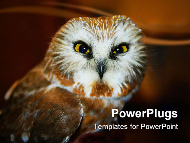 PowerPoint Template about owl, animal, beak