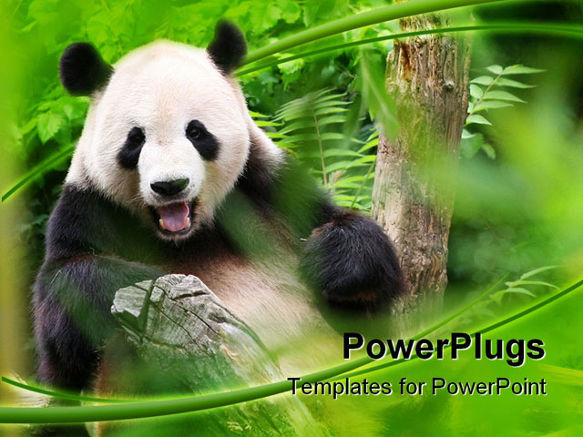 PowerPoint Template about panda bear, bear, happy