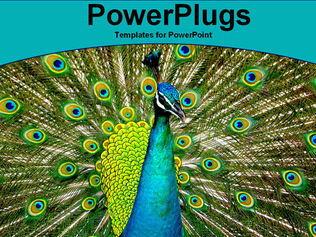 beautiful-peacock-powerpoint-template-background-of-blue-peacock