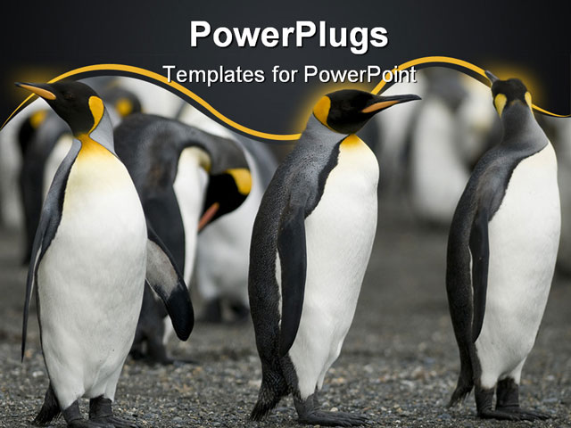 PowerPoint Template about penguin guards, animals, antarctica
