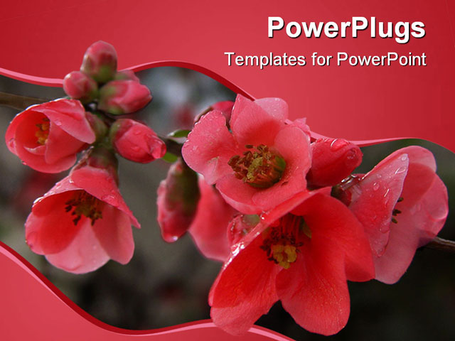 PowerPoint Template about pomegranate, flowers, blossom