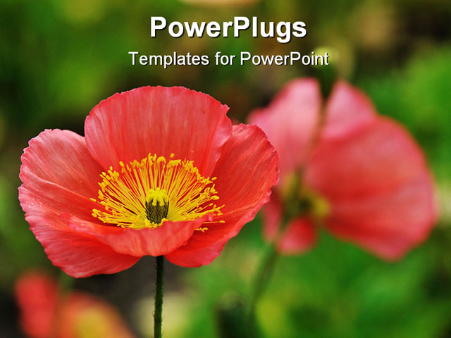 PowerPoint Template about red iceland, poppy flowers, garden