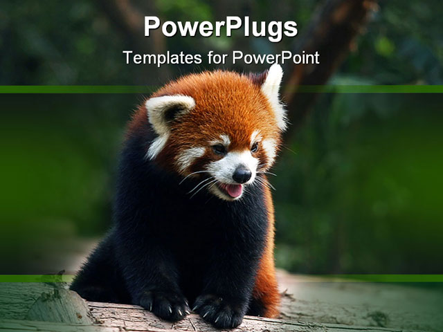 PowerPoint Template about red panda, ailurus, animal