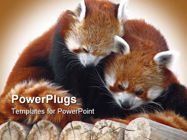 PowerPoint Template about red pandas cuddling, animal, cold