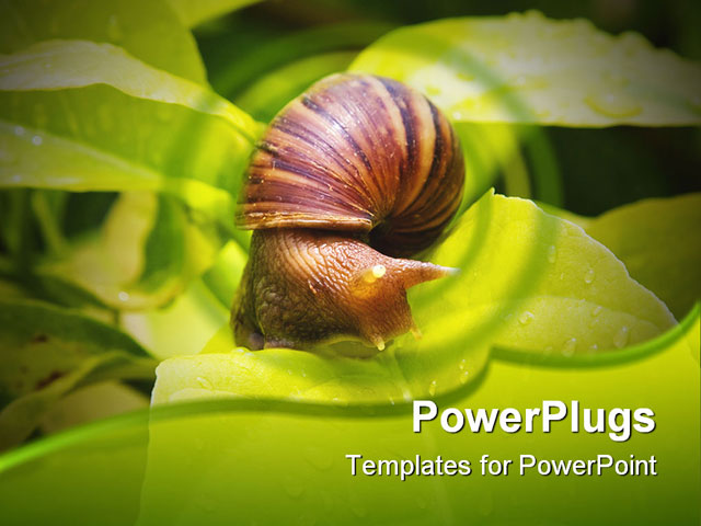 PowerPoint Template about snail on leaf, alone, animal
