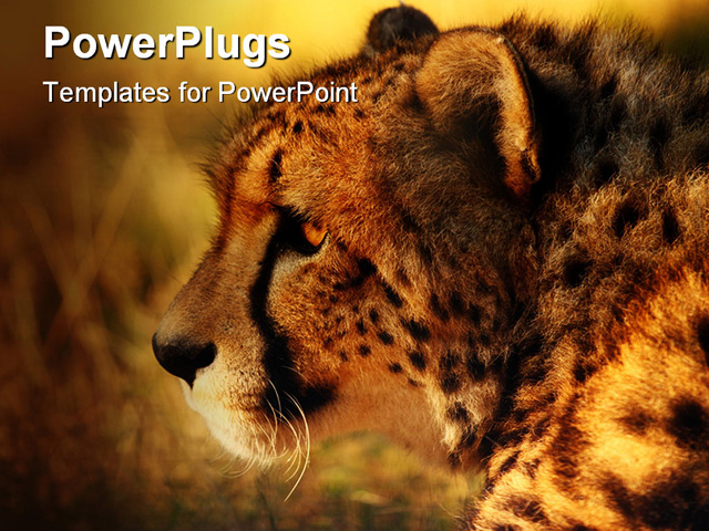 PowerPoint Template about cheetah, sunset, animal