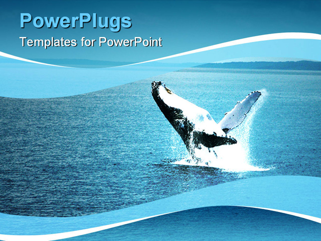 PowerPoint Template about brisbane, humpback, jump